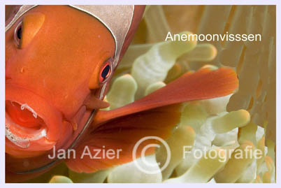 anemoonvissen 